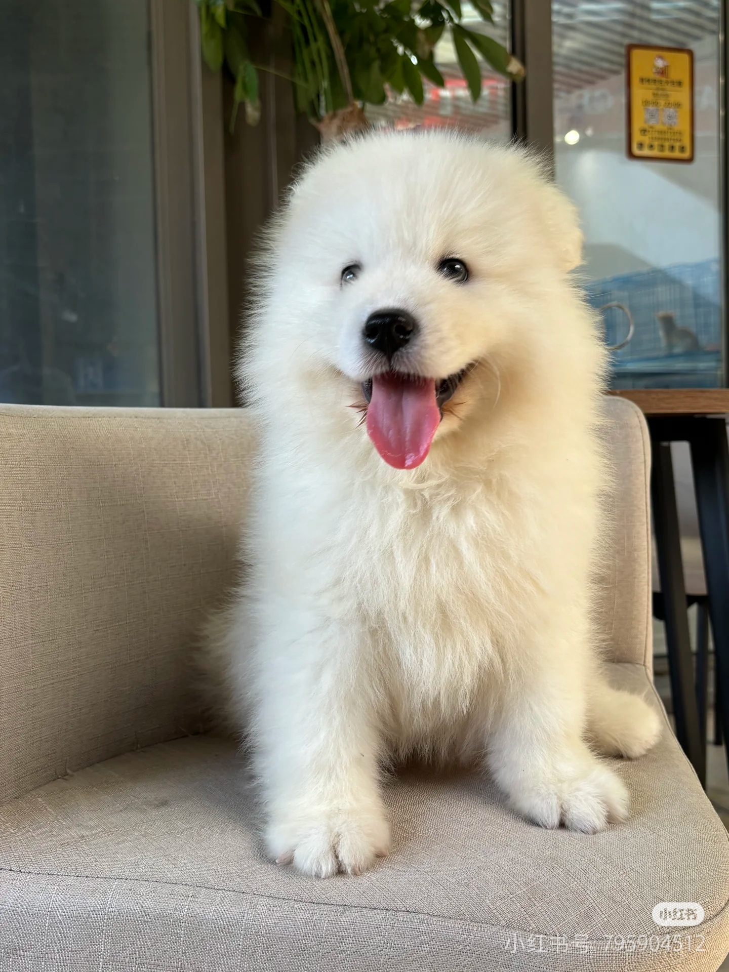 萨摩耶犬